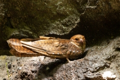 Oilbird (Steatornis caripensis)