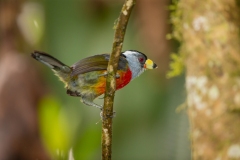 Toucan Barbet (Semnornis ramphastinus)