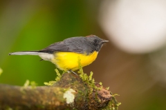 Slaty-throated Whitestart (Myioborus miniatus)