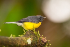 Slaty-throated Whitestart (Myioborus miniatus)