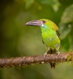 Crimson-rumped Toucanet (Aulacorhynchus haematopygus)