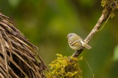 White-tailed Tyrannulet ((Mecocerculus poecilocercus))