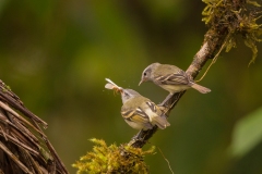 White-tailed Tyrannulet ((Mecocerculus poecilocercus))