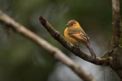 Cinnamon Flycatcher (Pyrrhomyias cinnamoneus)