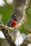 Masked Trogon (Trogon personatus)