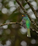 Masked Trogon (Trogon personatus)