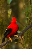 Cock-of-the-Rock, Andean (Rupicola peruvianus), also known as tunki