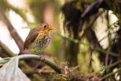 Ochre-breasted Antpitta (Grallaricula flavirostris)