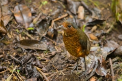 Giant Antpitta (Grallaria gigantea)