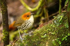 Chestnut-crowned antpitta (Grallaria ruficapilla)