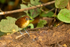 Yellow-breasted antpitta (Grallaria flavotincta)