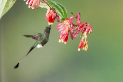 Booted Racket-tail (Ocreatus underwoodii) male