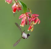 Booted Racket-tail (Ocreatus underwoodii) female