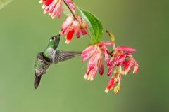 Purple-bibbed Whitetip (Urostice benjamini) juvenile male