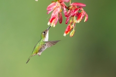 Booted Racket-tail (Ocreatus underwoodii) female