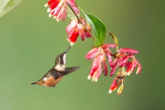 Purple-throated Woodstar (Calliphlox mitchellii) female