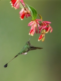 Booted Racket-tail (Ocreatus underwoodii) male
