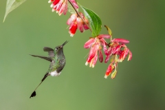 Booted Racket-tail (Ocreatus underwoodii) male