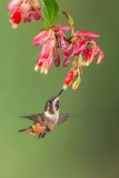 Purple-throated Woodstar (Calliphlox mitchellii) juvenile male