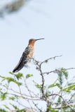 Giant Hummingbird (Patagona gigas)