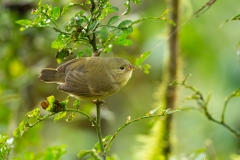 Green Warbler-finch (Certhidea olivacea)