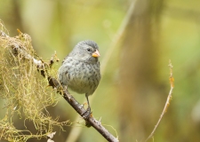 Small Ground Finch (Geospiza fuliginosa)