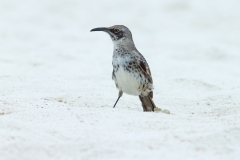 Espanola (Hood) Mockingbird (Nesomimus macdonaldi)