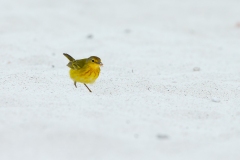 Yellow Warbler (Setophaga petechia)