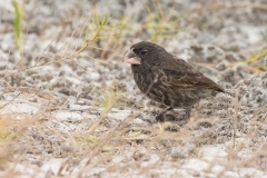 Espanola Cactus-finch (Geospiza conirostris) male