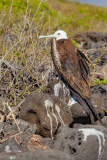 Magnificent Frigate Bird (Fregata magnificens) female