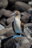 Blue-Footed Booby (Sula nebouxii) adult male