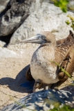 Blue-Footed Booby (Sula nebouxii) female with chick on nest