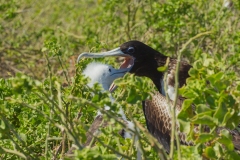 Magnificent Frigate Bird (Fregata magnificens) female feeding chick