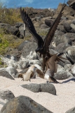 Magnificent Frigate Bird (Fregata magnificens) attempting to steal food from Blue-Footed Booby (Sula nebouxii) adult and chick while feeding.