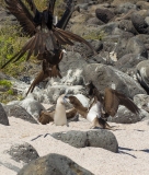 Magnificent Frigate Bird (Fregata magnificens) attempting to steal food from Blue-Footed Booby (Sula nebouxii) adult and chick while feeding.