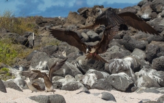 Magnificent Frigate Bird (Fregata magnificens) attempting to steal food from Blue-Footed Booby (Sula nebouxii) adult and chick while feeding.