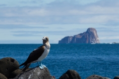 Blue-Footed Booby (Sula nebouxii) perched on rock with rock island in background