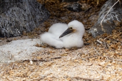 Blue-Footed Booby (Sula nebouxii) chick on nest