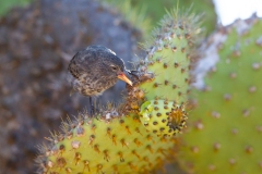 Cactus Finch (Geospiza scandens) female