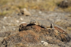 Conolophus pallidus (Barrington land iguana or Santa Fe land iguana)