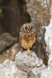 Short-Eared Owl (Asio flammeus) perched on lava rock