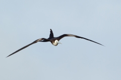 Magnificent Frigate Bird (Fregata magnificens) juvenile in flight