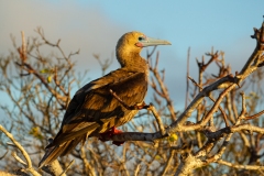 Red-Footed Booby (Sula sula) perched on branches