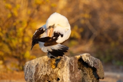 Nazca Booby (Sula granti) preening