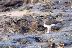 American Oystercatcher (Haematopus palliatus)