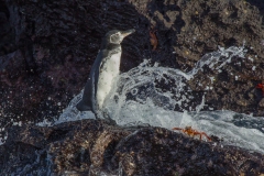 Galapagos Penguin (Spheniscus mendiculus)