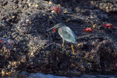 Lava (Galapagos) Heron (Butorides sundevalli) fishing among lava rocks