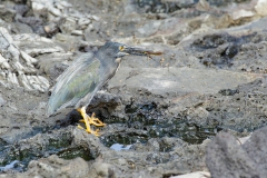 Lava (Galapagos) Heron (Butorides sundevalli)