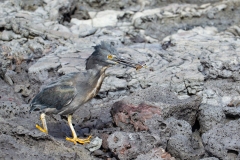 Lava (Galapagos) Heron (Butorides sundevalli)