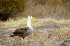 Waved Albatross (Diomedea irrorata)